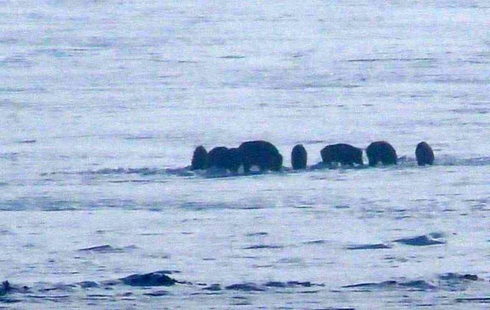 Ardahan ovasında yiyecek arayan domuz sürüsünün kameralara yansıyan görüntüleri 