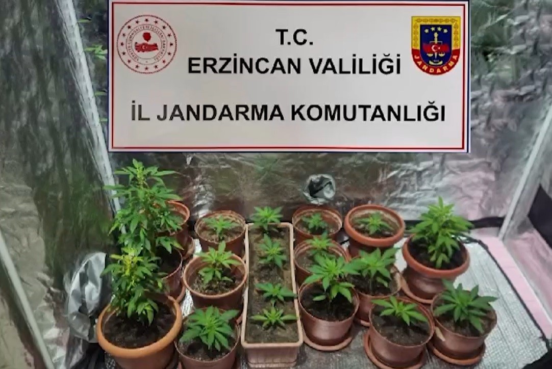 Evinde Hint keneviri yetiştiren 1 kişi gözaltına alındı