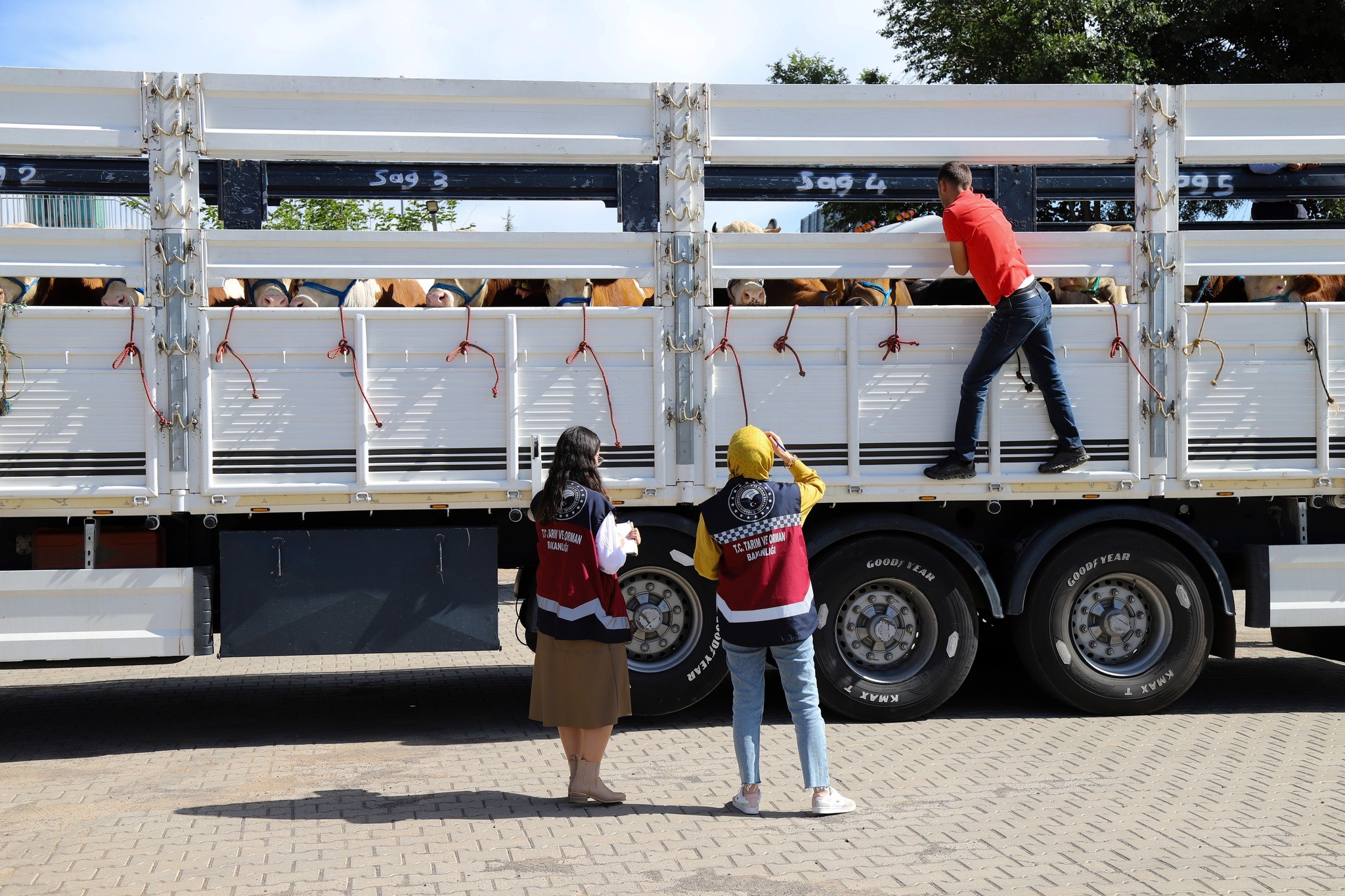 Bingöl'de kurbanlık sevkleri başladı