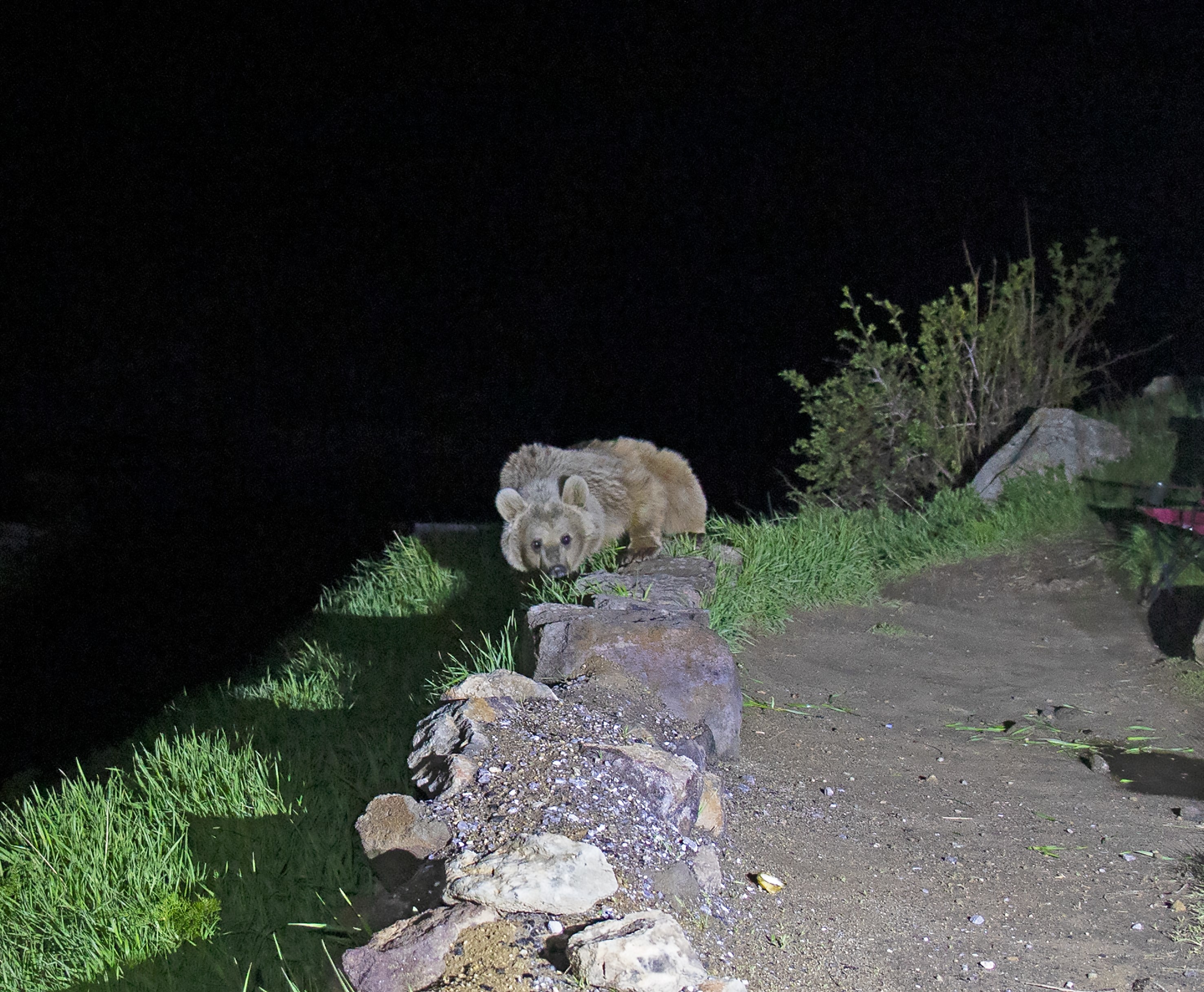 Nemrut'un ayıları kış uykusundan uyandı