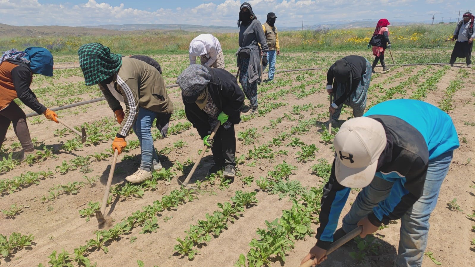 Mevsimlik tarım işçileri ekmek parası için ter döküyor