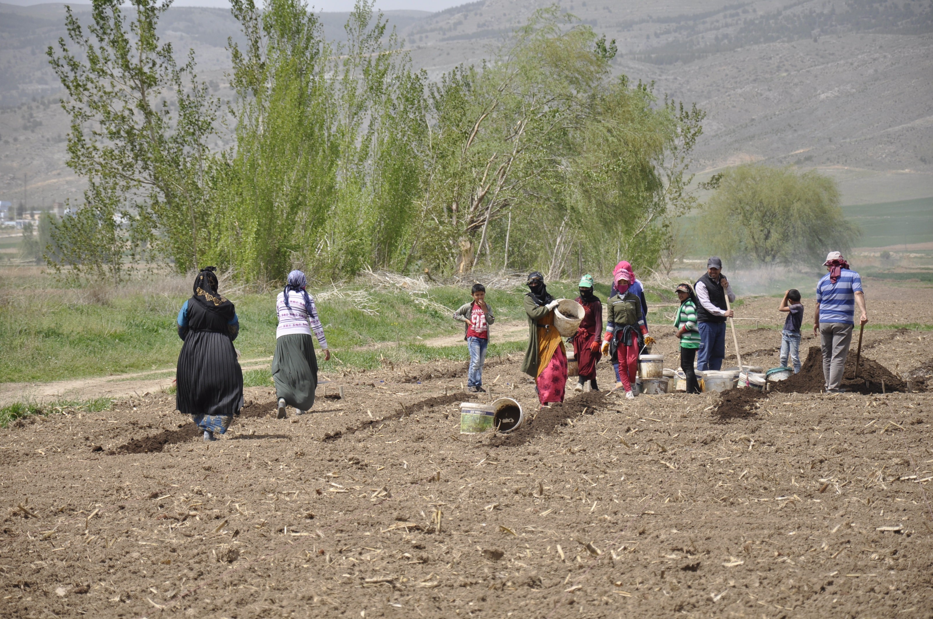 Mevsimlik tarım işçileri tarlalarda rızıklarını çıkarıyor