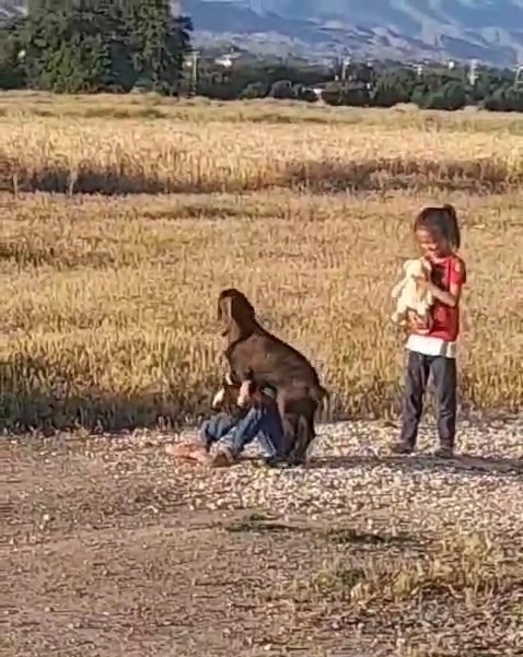 Oğlağın çocuklarla oyunu gülümsetti